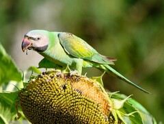 Psittacula alexandri fasciata