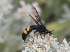 Scolia hirta
