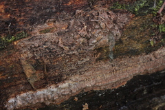 Steccherinum collabens