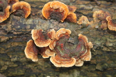 Stereum subtomentosum