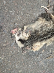 Didelphis pernigra