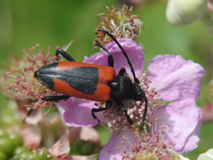 Stictoleptura cordigera