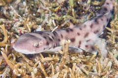 Atelomycterus erdmanni