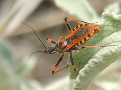 Rhynocoris iracundus