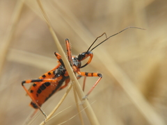 Rhynocoris iracundus
