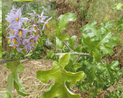 Solanum paniculatum