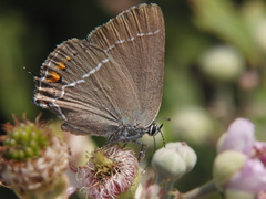 Satyrium spini
