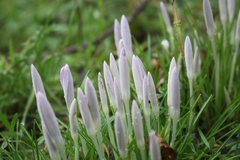 Crocus tommasinianus