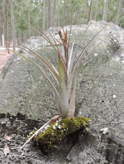 Tillandsia polystachia