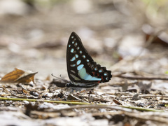 Graphium evemon