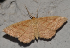 Idaea ochrata