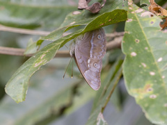 Eulaceura osteria