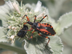 Rhynocoris iracundus