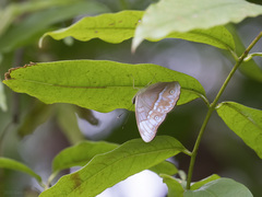 Eulaceura osteria