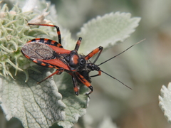 Rhynocoris iracundus