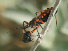 Rhynocoris iracundus