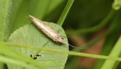 Annulipalpia