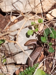 Heremites vittatus