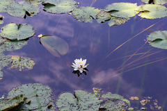 Nymphaea alba