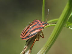Graphosoma semipunctatum
