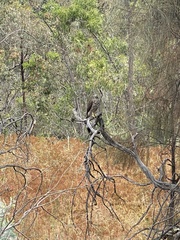 Accipiter cirrocephalus