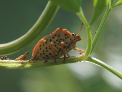 Graphosoma semipunctatum