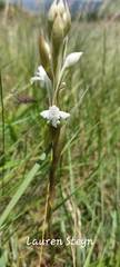 Satyrium