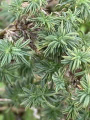 Magnoliopsida