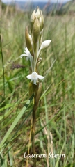 Satyrium