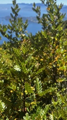 Weinmannia trichosperma