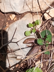 Heremites vittatus