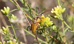 Crossidius suturalis