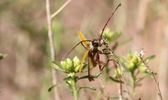 Crossidius suturalis
