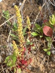 Rumex bucephalophorus