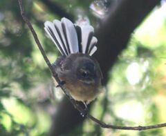 Rhipidura fuliginosa fuliginosa