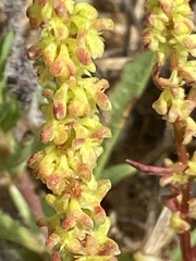 Rumex bucephalophorus