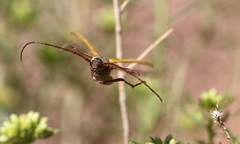 Crossidius suturalis