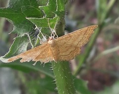 Idaea ochrata