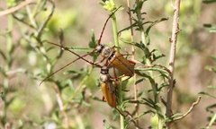 Crossidius suturalis