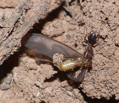 Anoplolepis