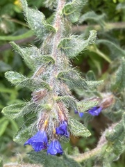Alkanna tinctoria