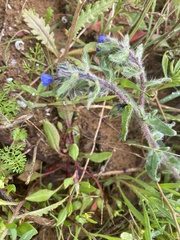 Alkanna tinctoria