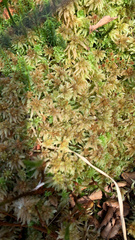 Sphagnum