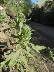 Dracocephalum parviflorum