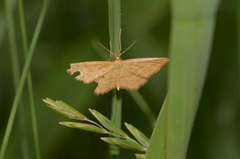 Idaea ochrata