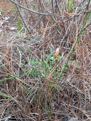 Romulea columnae