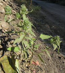 Dracocephalum parviflorum