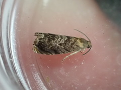 Grapholita janthinana