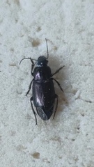 Harpalus distinguendus