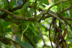 Oxybelis brevirostris